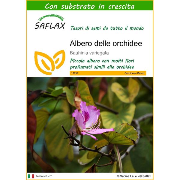 Saflax - Albero Delle Orchidee - 8 Semi - Con Substrato - Bauhinia-image