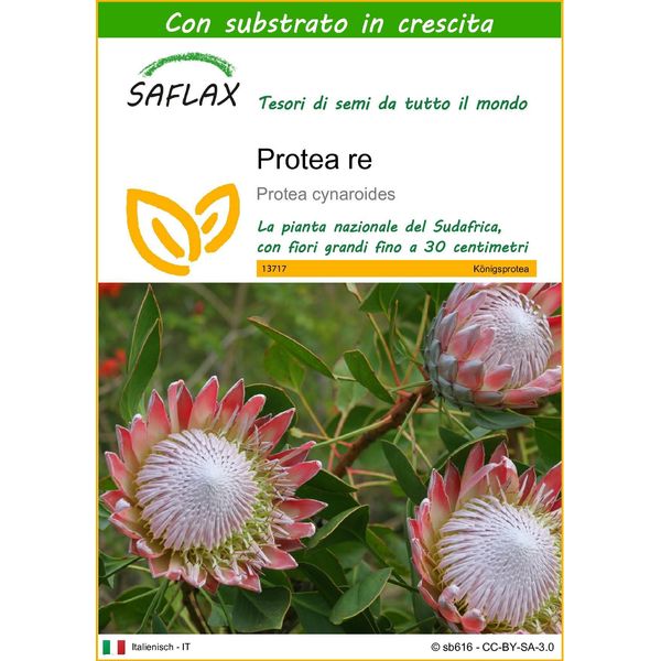 Saflax - Protea Re - 5 Semi - Con Substrato - Protea-image