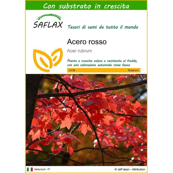 Saflax - Acero Rosso - 20 Semi - Con Substrato - Acer-image