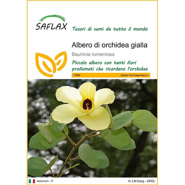 Saflax - Albero Di Orchidea Gialla - 30 Semi - Bauhinia-image