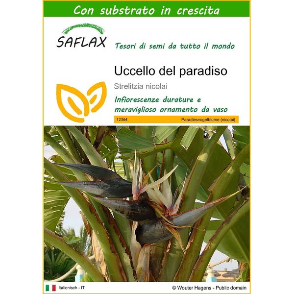 Saflax - Uccello Del Paradiso - 5 Semi - Con Substrato - Strelitzia-image