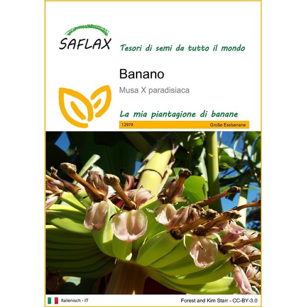 Saflax - Banano - 10 Semi - Musa-image