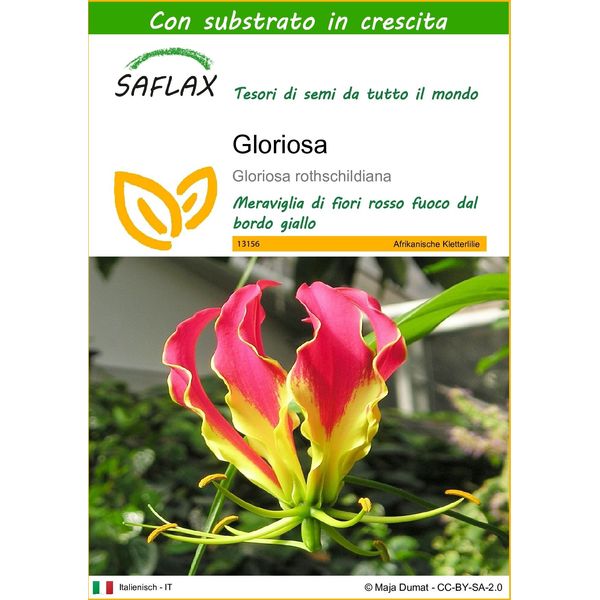 Saflax - Gloriosa - 15 Semi - Con Substrato - Gloriosa-image