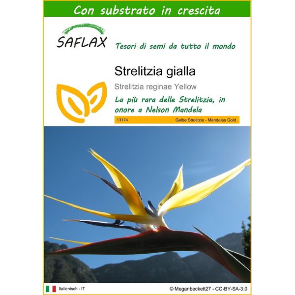 Saflax - Strelitzia Gialla - 4 Semi - Con Substrato - Strelitzia-image