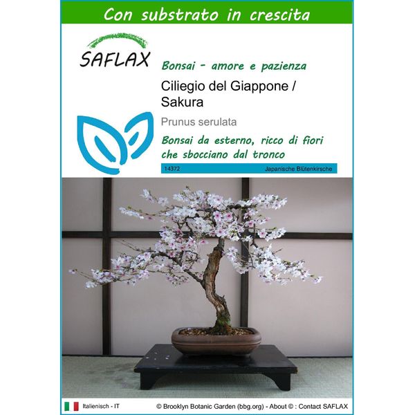 Saflax - Ciliegio Del Giappone / Sakura - 30 Semi - Con Substrato - Prunus-image