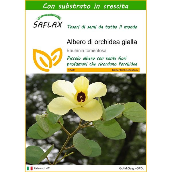 Saflax - Albero Di Orchidea Gialla - 30 Semi - Con Substrato - Bauhinia-image