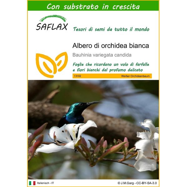 Saflax - Albero Di Orchidea Bianca - 5 Semi - Con Substrato - Bauhinia-image