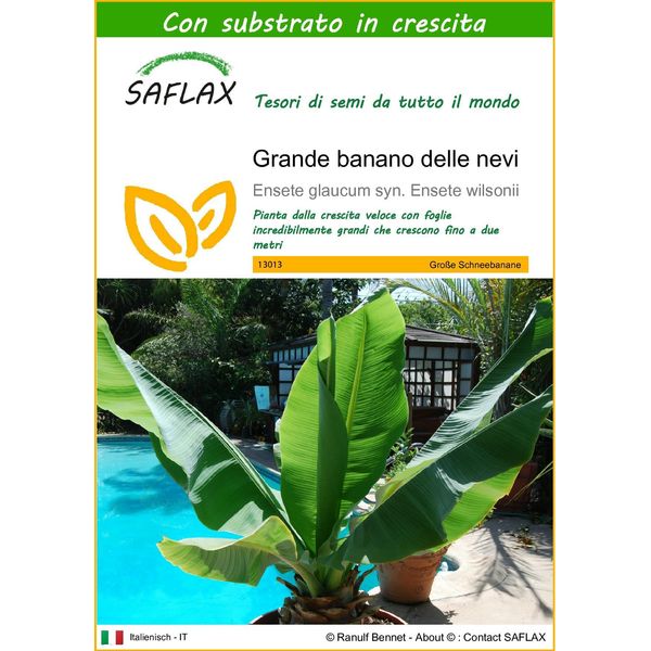 Saflax - Grande Banano Delle Nevi - 10 Semi - Con Substrato - Ensete-image