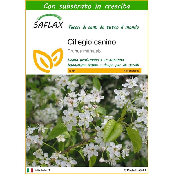 Saflax - Ciliegio Canino - 30 Semi - Con Substrato - Prunus-image