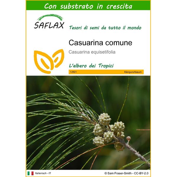 Saflax - Casuarina Comune - 200 Semi - Con Substrato - Casuarina-image