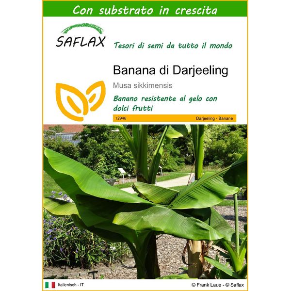 Saflax - Banana Di Darjeeling - 5 Semi - Con Substrato - Musa-image