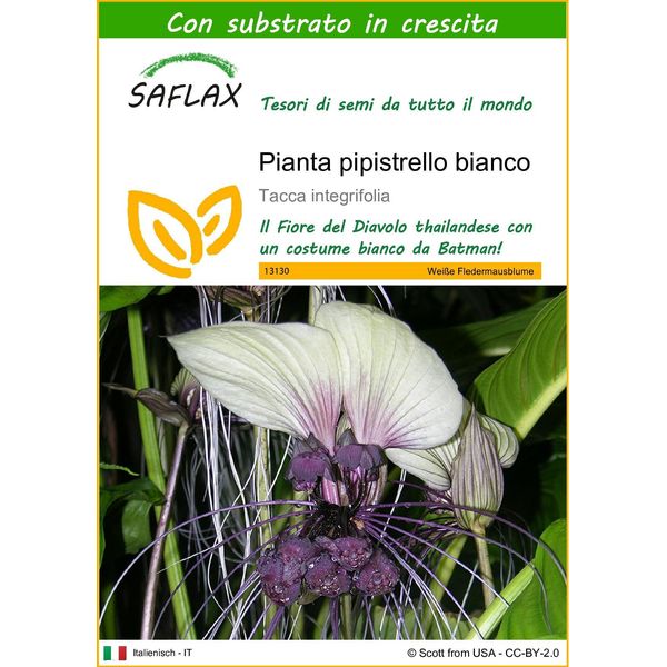 Saflax - Pianta Pipistrello Bianco - 10 Semi - Con Substrato - Tacca-image