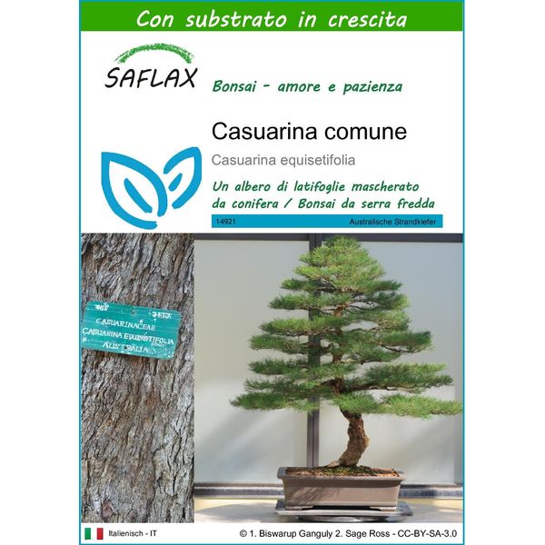 Saflax - Casuarina Comune - 200 Semi - Con Substrato - Casuarina-image