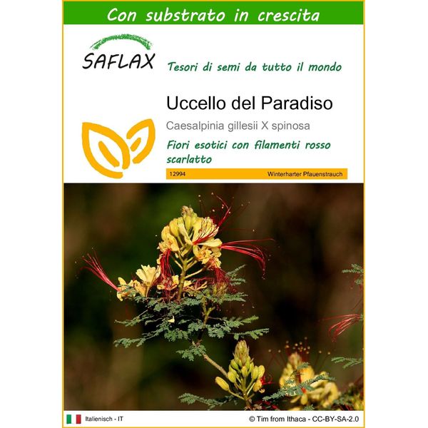 Saflax - Uccello Del Paradiso - 10 Semi - Con Substrato - Caesalpinia-image