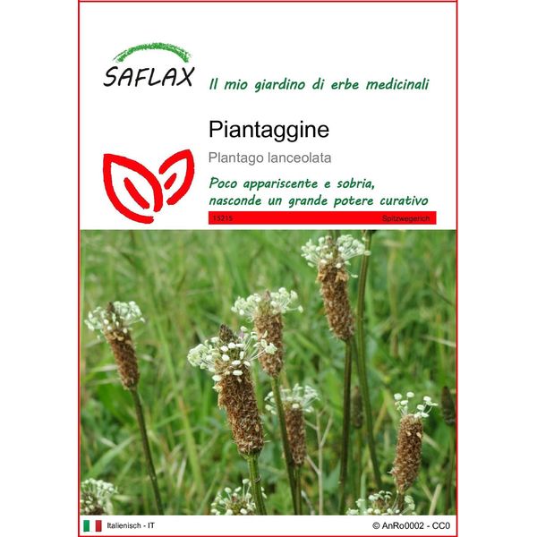 Saflax - Piantaggine - 100 Semi - Plantago-image