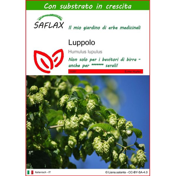 Saflax - Luppolo - 50 Semi - Con Substrato - Humulus-image
