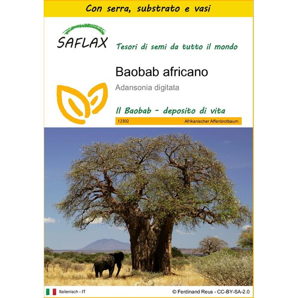 Saflax Insieme Di Coltivazione - Baobab Africano - 6 Semi - Adansonia-image