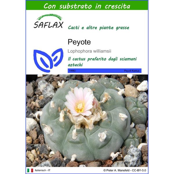 Saflax - Peyote - 20 Semi - Con Substrato - Lophophora-image