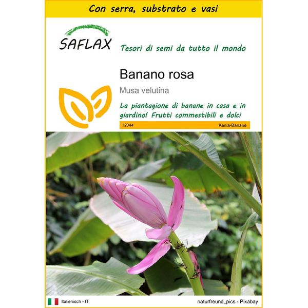 Saflax Insieme Di Coltivazione - Banano Rosa - 8 Semi - Musa-image