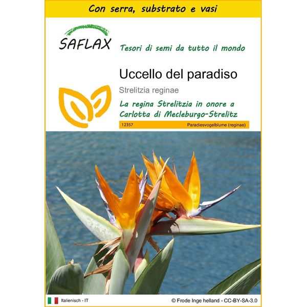 Saflax Insieme Di Coltivazione - Uccello Del Paradiso - 5 Semi - Strelitzia-image