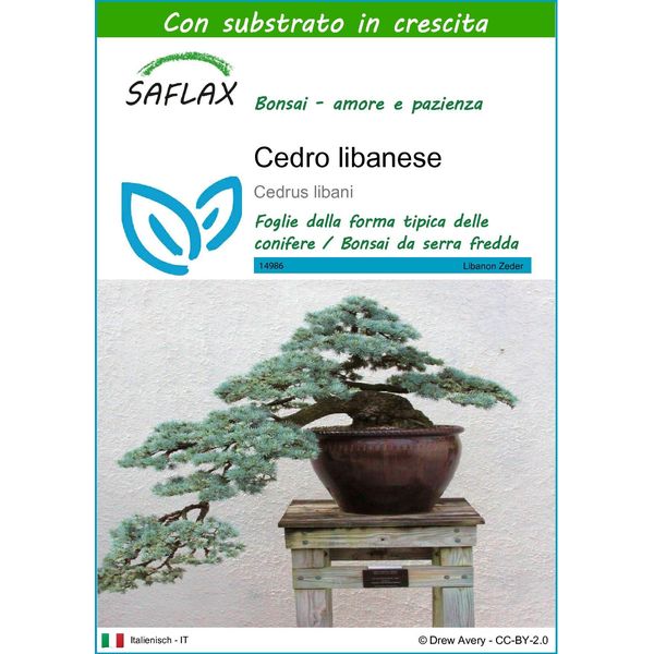 Saflax - Cedro Libanese - 20 Semi - Con Substrato - Cedrus-image