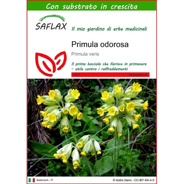 Saflax - Primula Odorosa - 100 Semi - Con Substrato - Primula-image