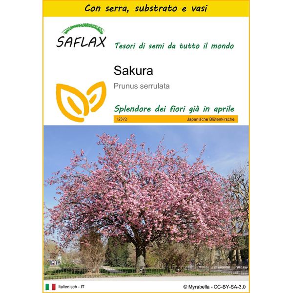 Saflax Insieme Di Coltivazione - Sakura - 30 Semi - Prunus-image