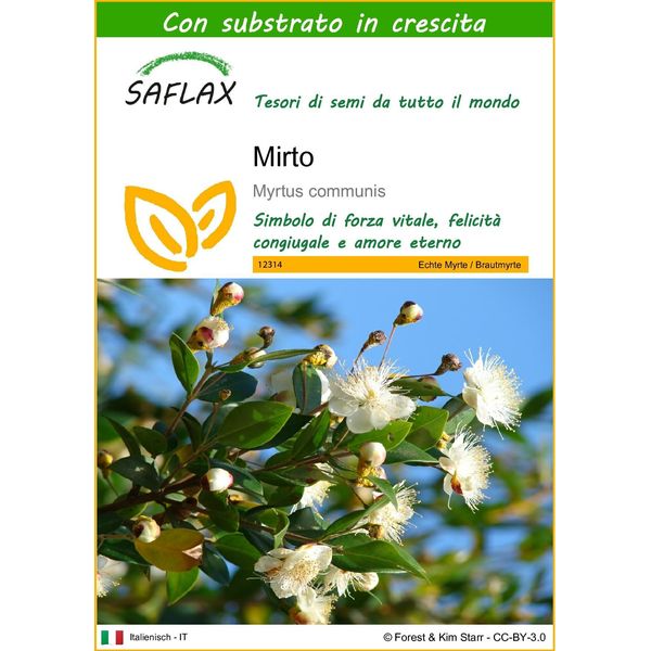 Saflax - Mirto - 30 Semi - Con Substrato - Myrtus-image