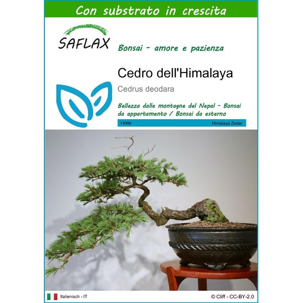 Saflax - Cedro Dell'himalaya - 35 Semi - Con Substrato - Cedrus-image