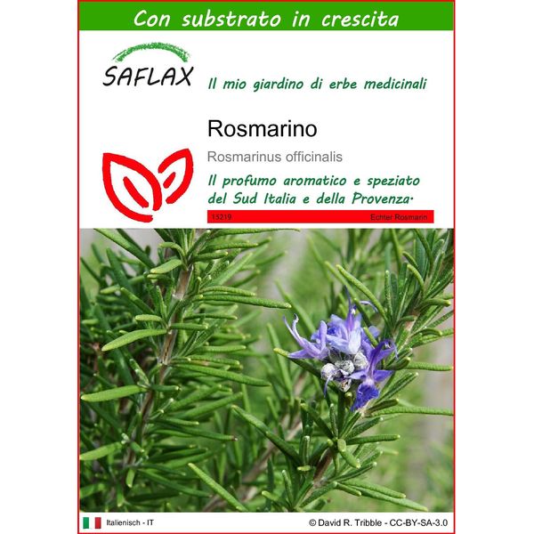 Saflax - Rosmarino - 100 Semi - Con Substrato - Rosmarinus-image