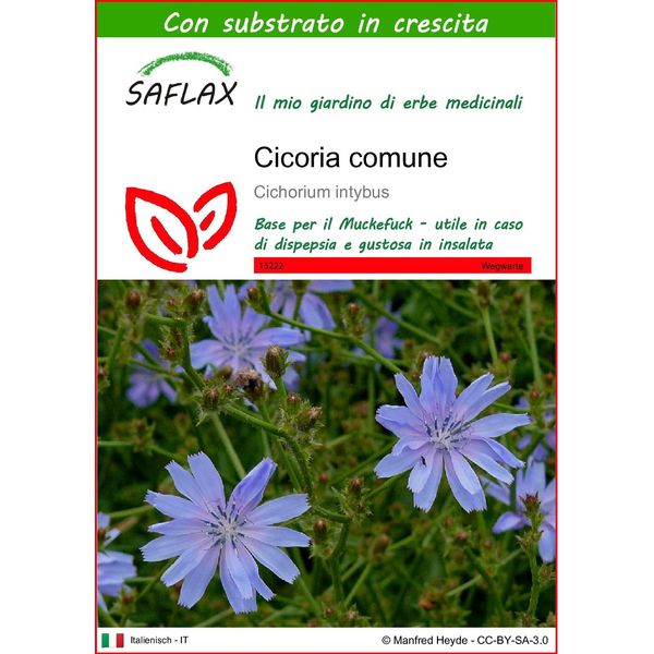 Saflax - Cicoria Comune - 250 Semi - Con Substrato - Cichorium-image