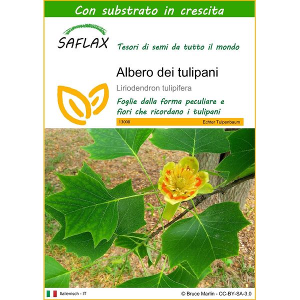Saflax - Albero Dei Tulipani - 20 Semi - Con Substrato - Liriodendron-image