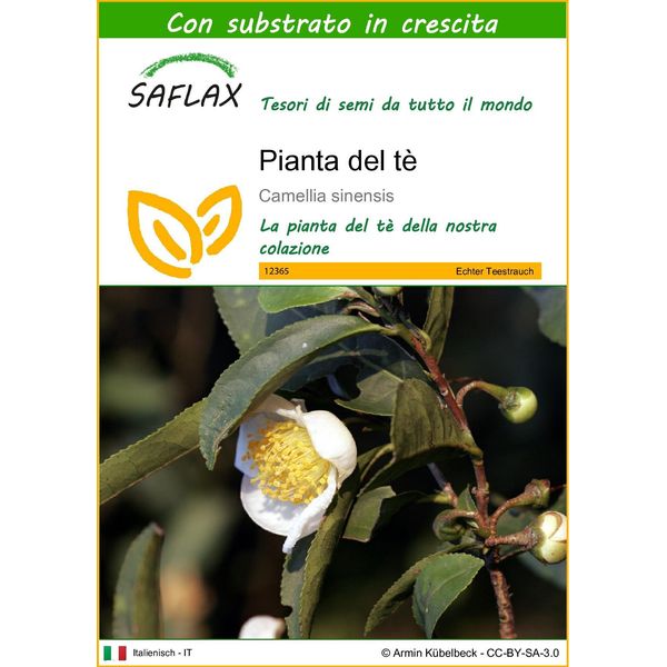 Saflax - Pianta Del Tè - 6 Semi - Con Substrato - Camellia-image