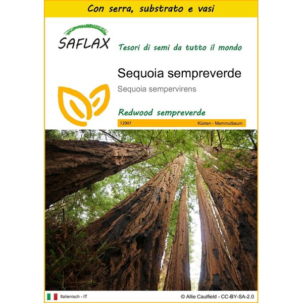 Saflax Insieme Di Coltivazione - Sequoia Sempreverde - 50 Semi - Sequoia-image