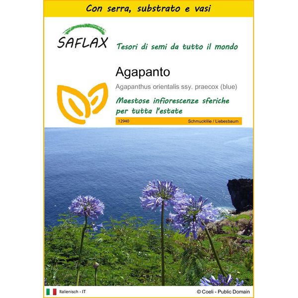 Saflax Insieme Di Coltivazione - Agapanto - 50 Semi - Agapanthus-image