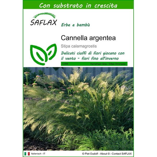 Saflax - Cannella Argentea - 50 Semi - Con Substrato - Stipa-image