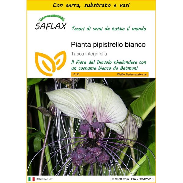 Saflax Insieme Di Coltivazione - Pianta Pipistrello Bianco - 10 Semi - Tacca-image