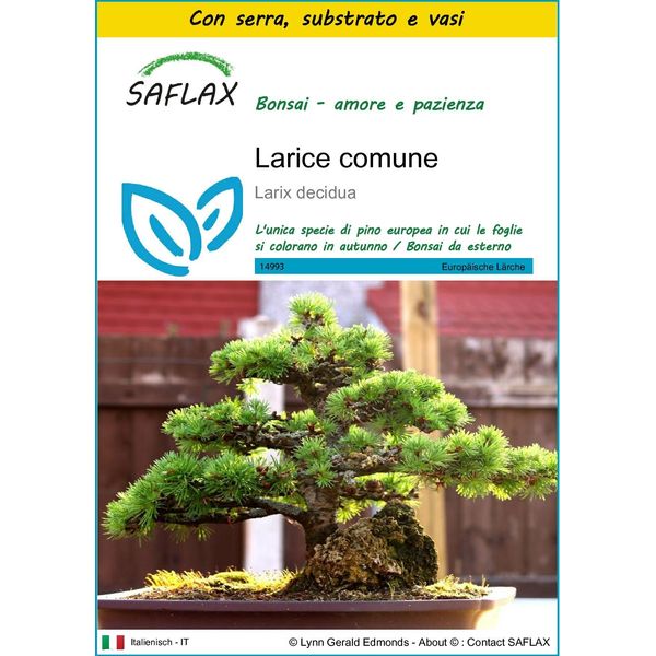 Saflax Insieme Di Coltivazione - Larice Comune - 75 Semi - Larix-image