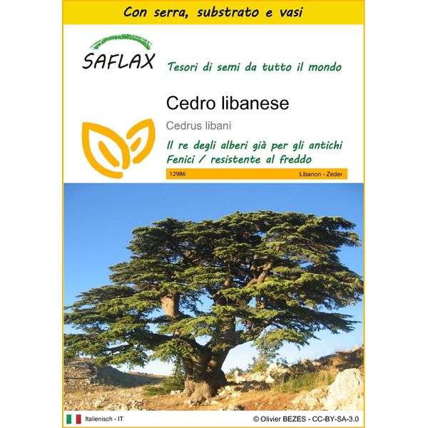 Saflax Insieme Di Coltivazione - Cedro Libanese - 20 Semi - Cedrus-image