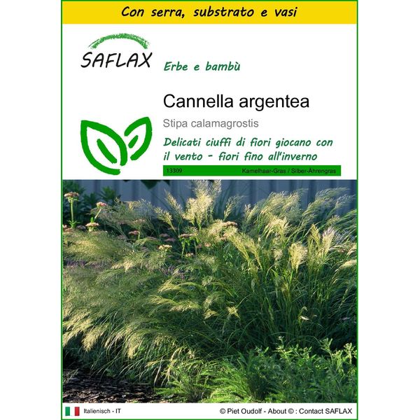 Saflax Insieme Di Coltivazione - Cannella Argentea - 50 Semi - Stipa-image