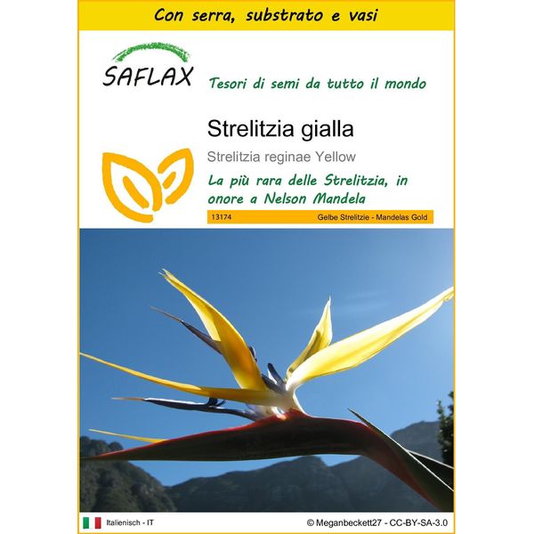 Saflax Insieme Di Coltivazione - Strelitzia Gialla - 4 Semi - Strelitzia-image