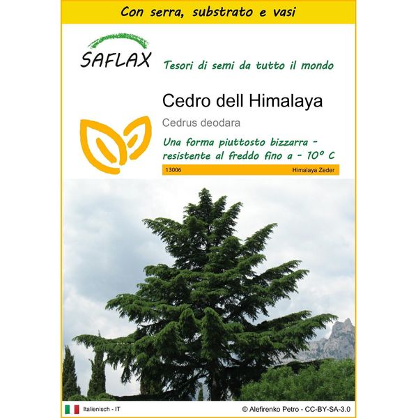 Saflax Insieme Di Coltivazione - Cedro Dell Himalaya - 35 Semi - Cedrus-image