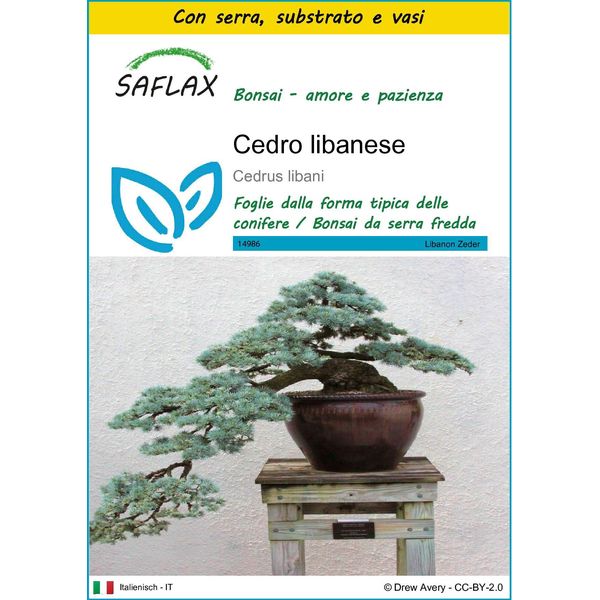 Saflax Insieme Di Coltivazione - Cedro Libanese - 20 Semi - Cedrus-image
