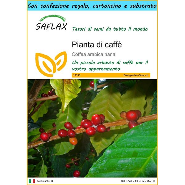 Saflax Set Regalo - Pianta Di Caffè - 8 Semi - Coffea-image