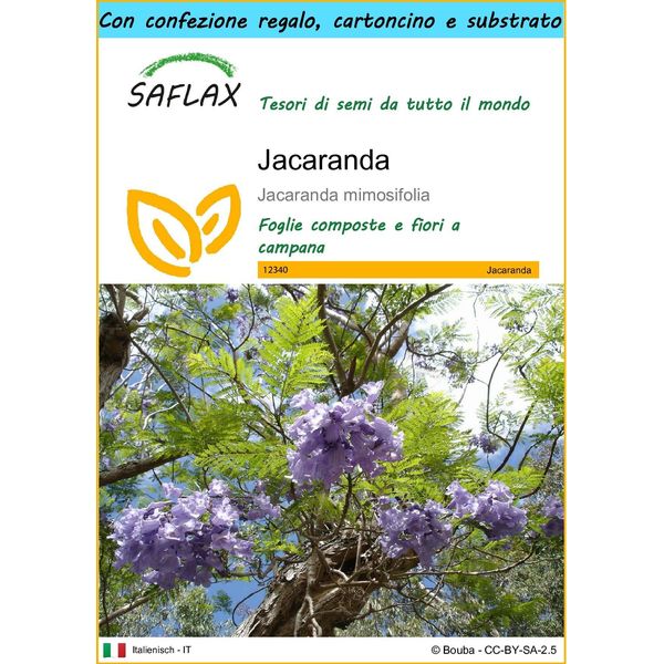 Saflax Set Regalo - Jacaranda - 50 Semi - Jacaranda-image
