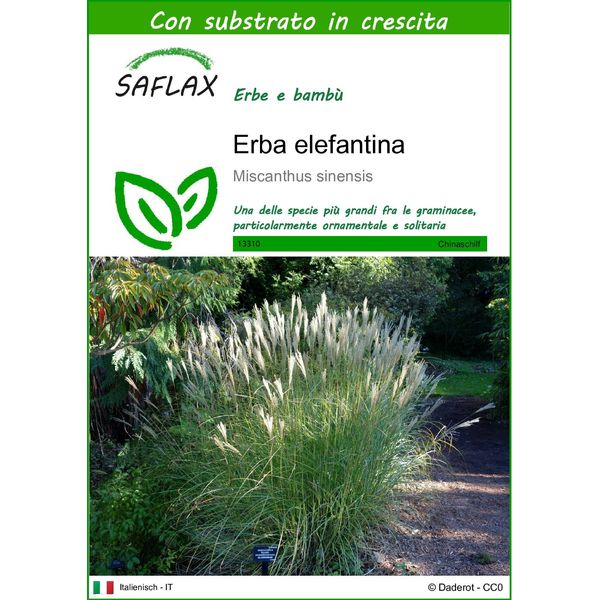 Saflax - Erba Elefantina - 200 Semi - Con Substrato - Miscanthus-image