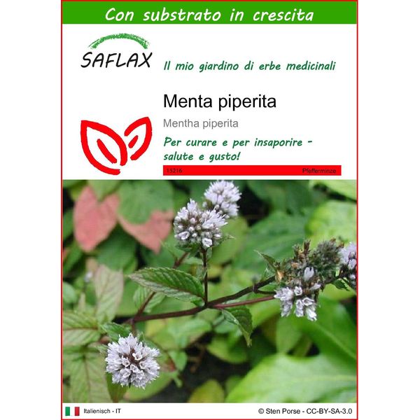 Saflax - Menta Piperita - 300 Semi - Con Substrato - Mentha-image