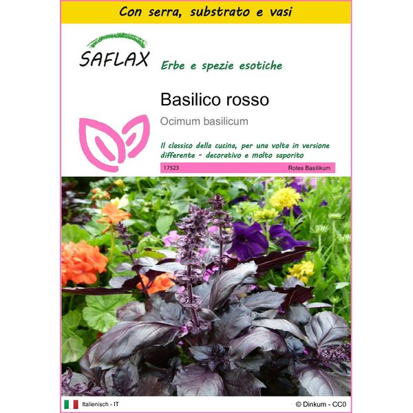 Saflax Insieme Di Coltivazione - Basilico Rosso - 200 Semi - Ocimum-image