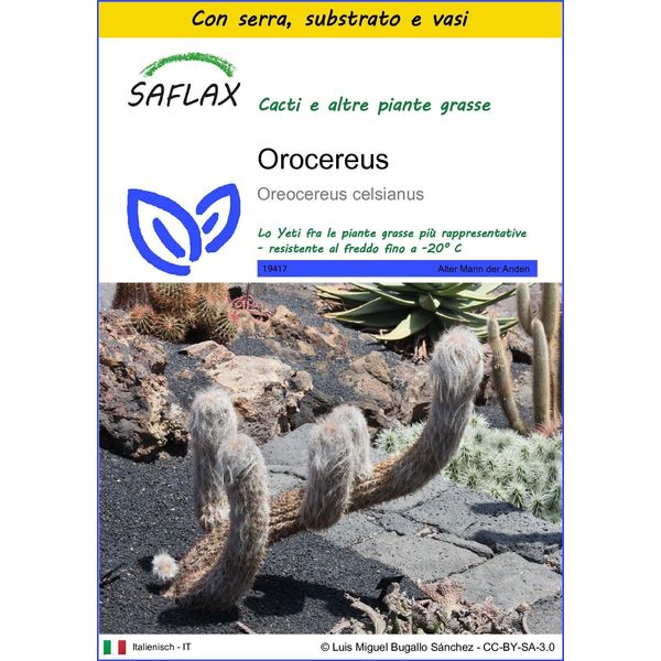 Saflax Insieme Di Coltivazione - Orocereus - 40 Semi - Oreocereus-image