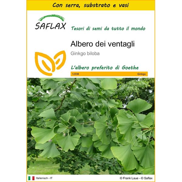 Saflax Insieme Di Coltivazione - Albero Dei Ventagli - 4 Semi - Ginkgo-image